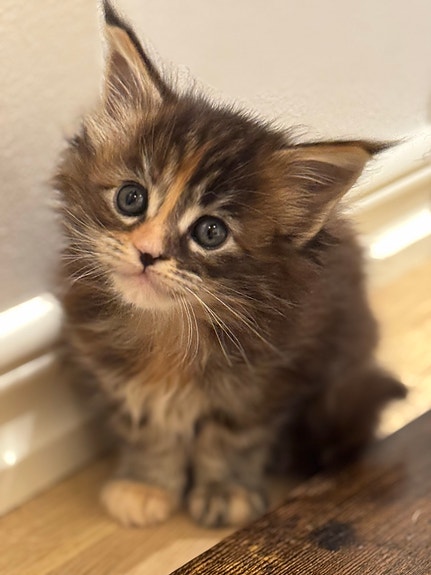 Product image 6 of 9