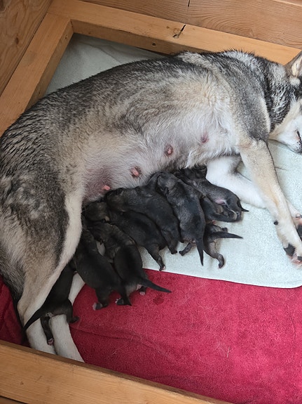 Product image 8 of 9