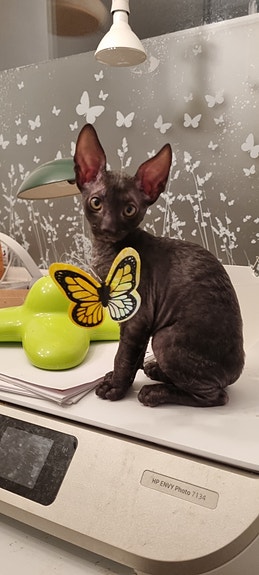 Product image 9 of 10