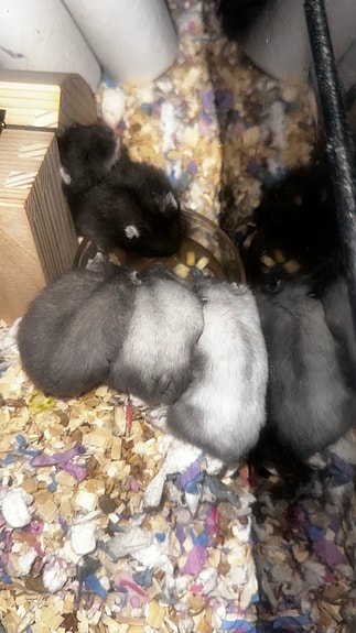 Product image 7 of 9