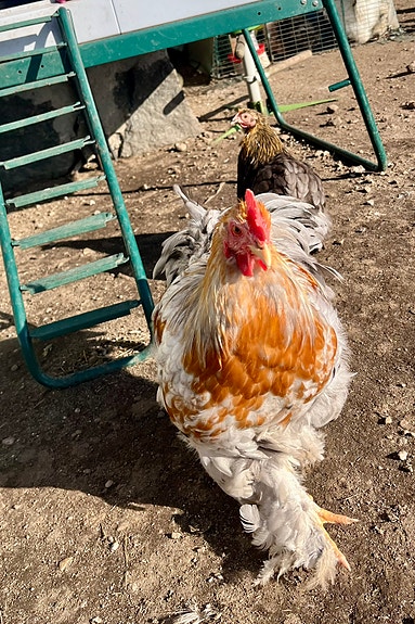 Product image 4 of 9