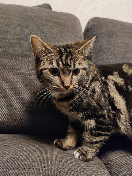 Product image 6 of 7