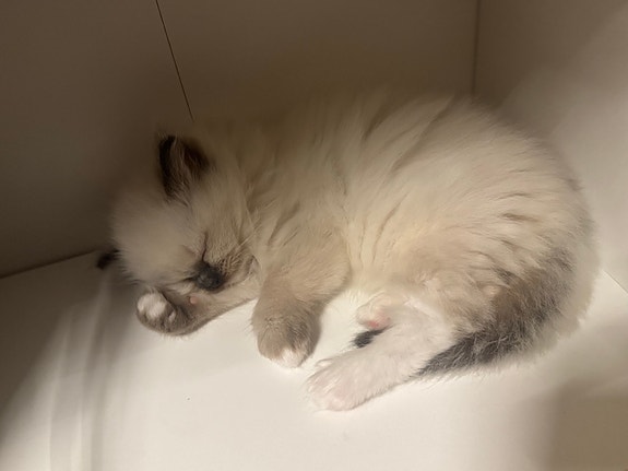 Product image 2 of 9