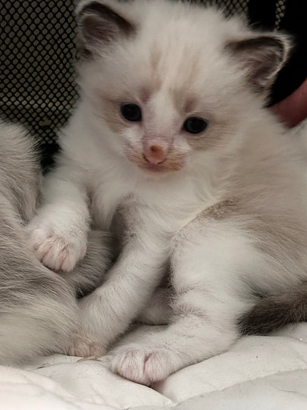 Product image 7 of 10