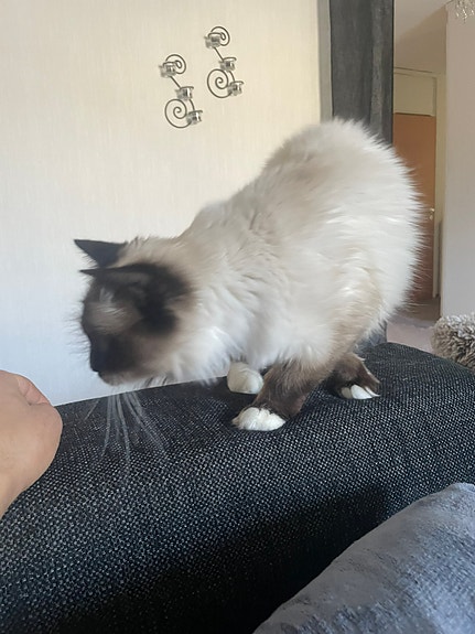 Product image 3 of 10