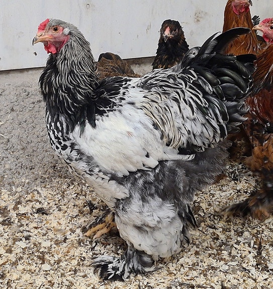 Product image 4 of 9