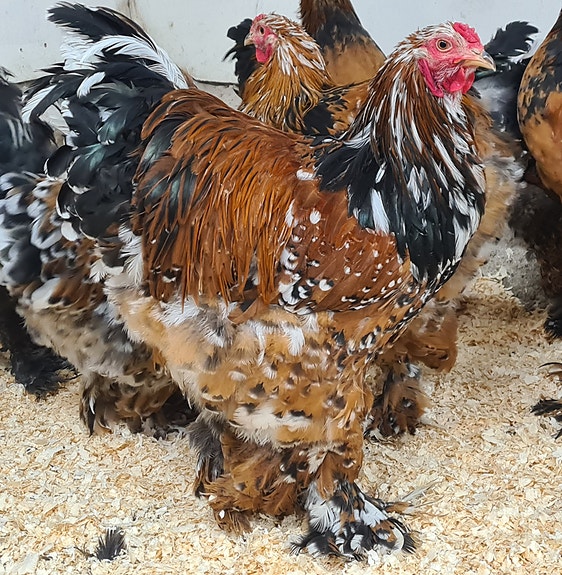 Product image 3 of 9