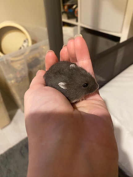 Product image 4 of 9