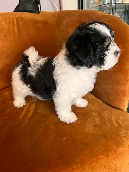 Product image 3 of 9