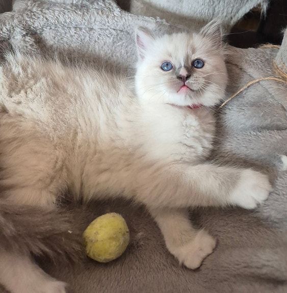 Product image 2 of 4