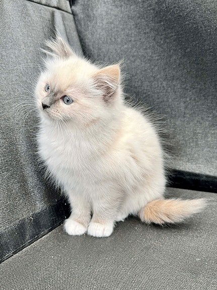 Product image 5 of 10