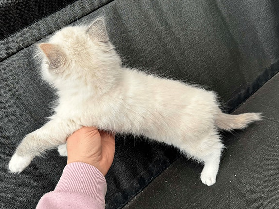 Product image 10 of 10