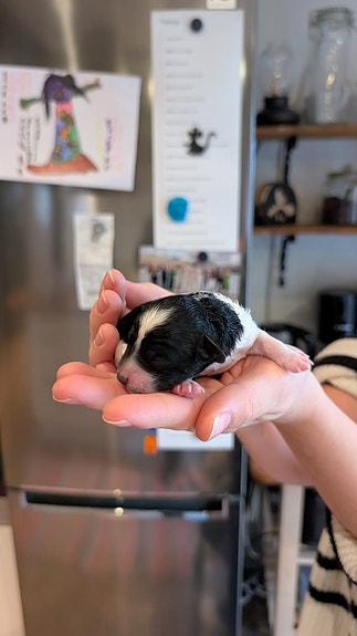 Product image 5 of 9