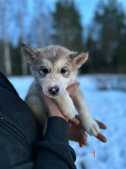 Product image 2 of 6