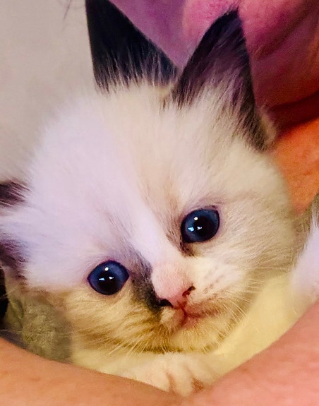 Product image 5 of 9