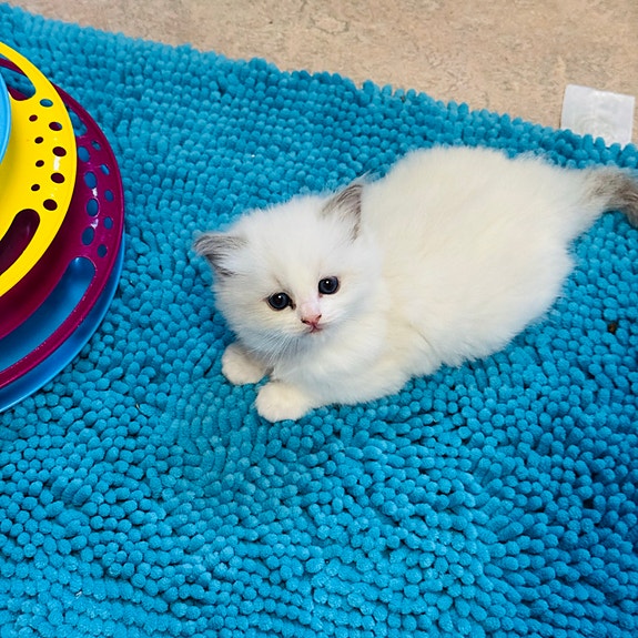 Product image 4 of 9