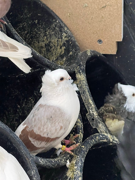 Product image 9 of 10