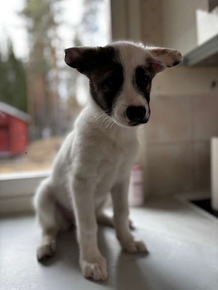 Product image 8 of 9