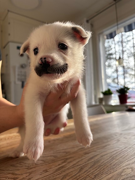 Product image 4 of 9