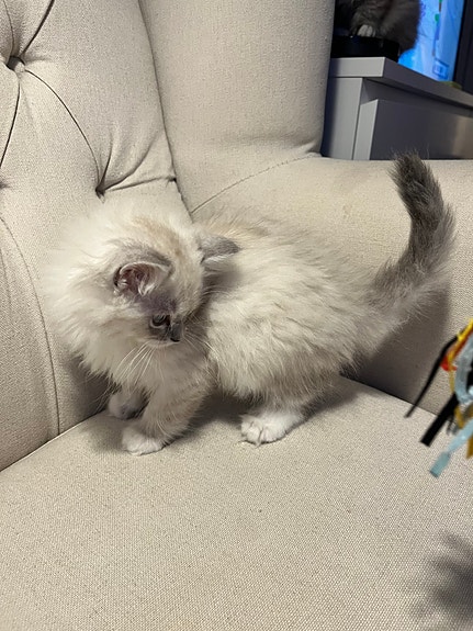 Product image 7 of 10