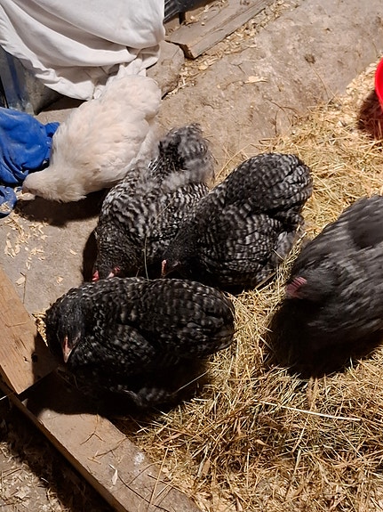 Product image 6 of 10