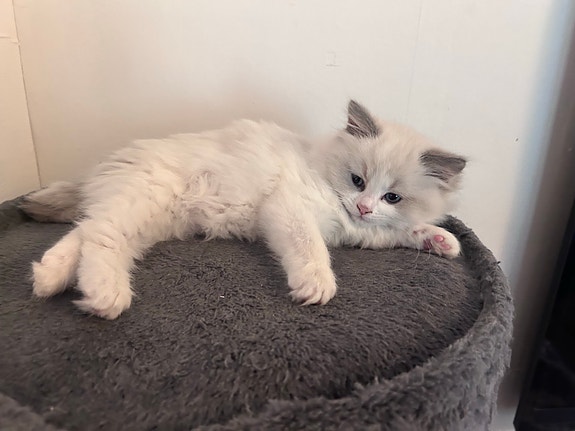 Product image 5 of 10