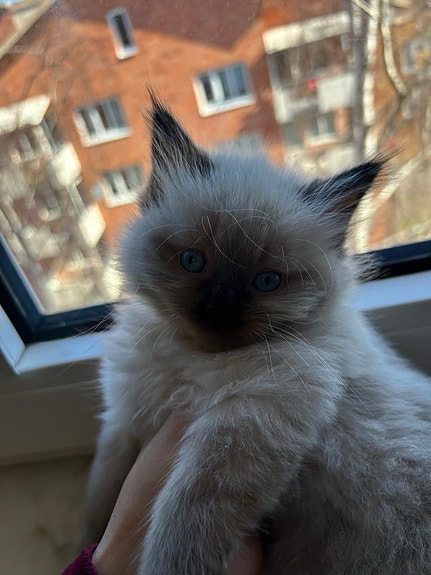 Product image 5 of 8