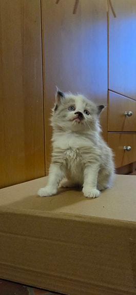 Product image 2 of 9