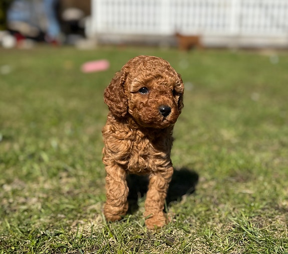 Product image 5 of 10