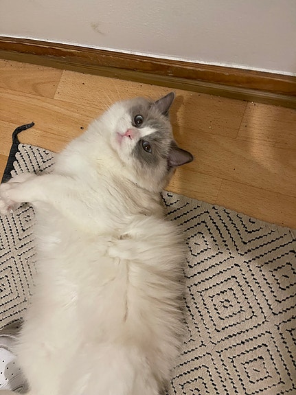 Product image 9 of 10