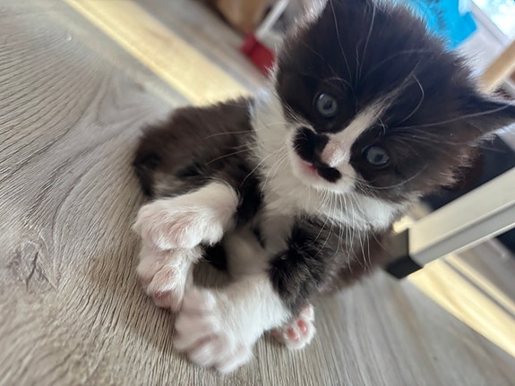 Product image 5 of 10