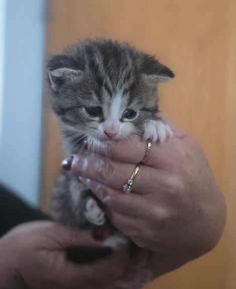 Product image 3 of 8