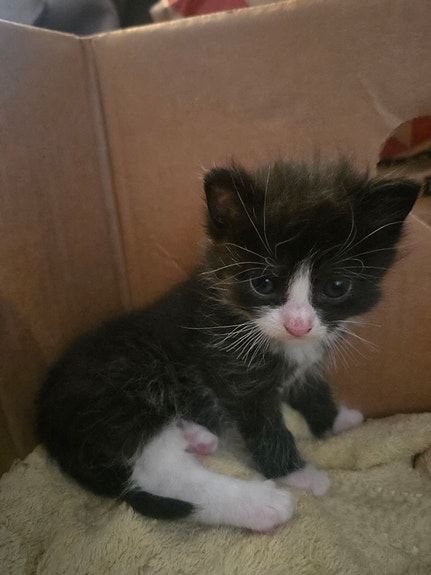 Product image 5 of 8