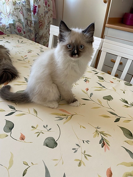 Product image 6 of 8