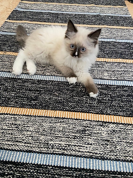 Product image 2 of 8