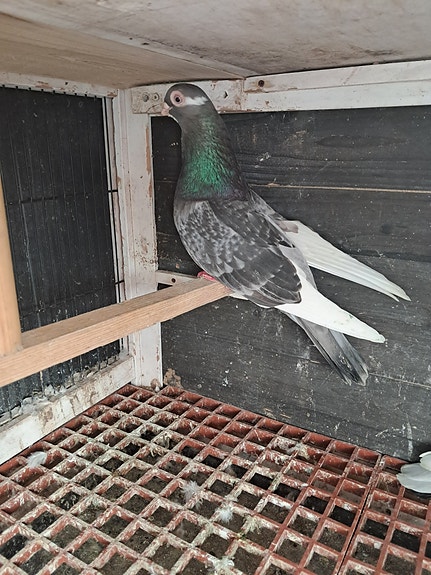 Product image 3 of 7