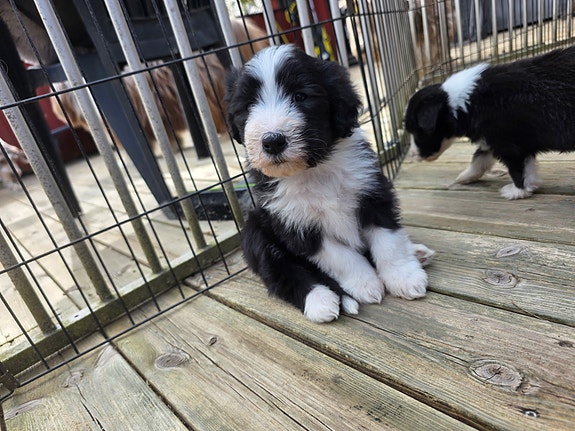 Product image 3 of 8