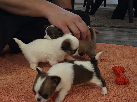 Product image 8 of 10