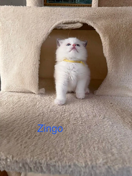 Product image 4 of 8