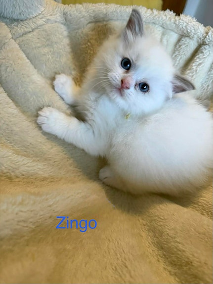 Product image 5 of 8