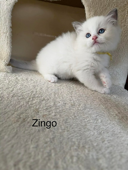 Product image 3 of 8