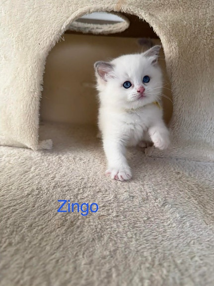 Product image 2 of 8