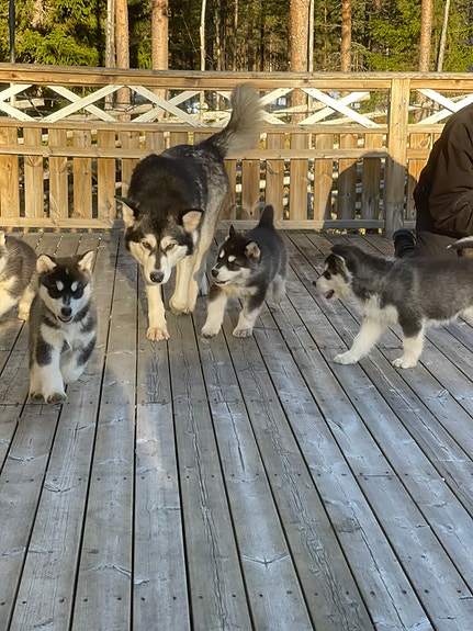 Product image 4 of 7