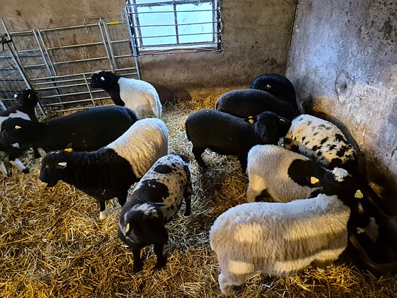 Product image 5 of 8