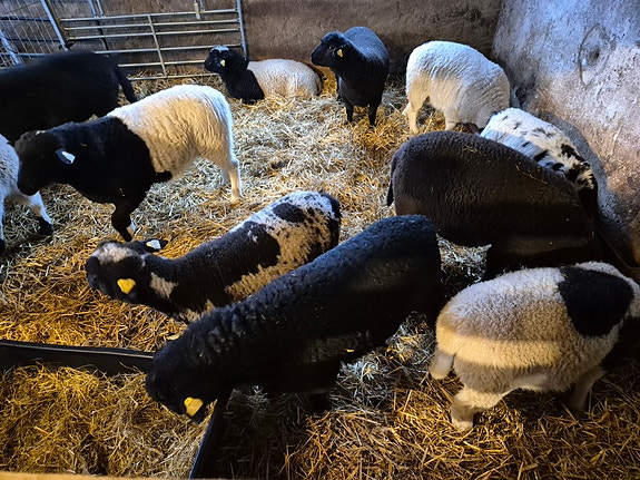 Product image 3 of 8