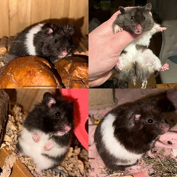 Product image 4 of 4