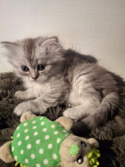 Product image 5 of 10