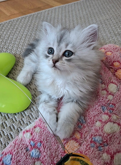 Product image 5 of 9