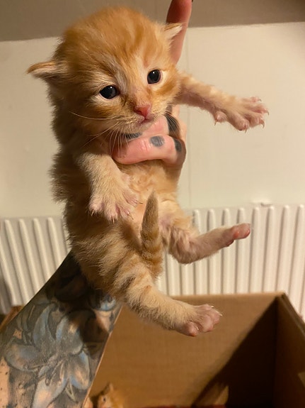 Product image 8 of 9