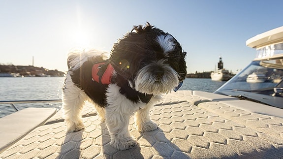 Nimbus Sport Tender 42 - 2026 13 of 30